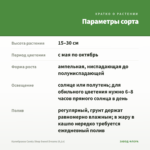 Калибрахоа Candy Shop Sweet Dreams (0,1л) — параметры сорта