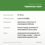 Калибрахоа Candy Shop Sweet Dreams (срезы/5шт) — параметры сорта