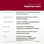 Калибрахоа Celebration Double Smokin Berries (0,1л) — параметры сорта