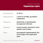 Калибрахоа Celebration Double Smokin Berries (срезы/5шт) — параметры сорта
