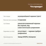 Калибрахоа Chameleon Atomic Orange (срез/5шт) — что приедет