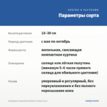 Калибрахоа Chameleon Blueberry Scone (0,1л) — параметры сорта