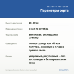 Калибрахоа Chameleon Blueberry Scone (срезы/5шт) — параметры сорта