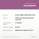 Калибрахоа Chameleon Blueberry Scone (срезы 5 шт) — как укоренить черенок