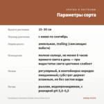 Калибрахоа Chameleon Double 4 Desert Rose (0,1л) — параметры сорта