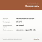 Калибрахоа Chameleon Double 4 Desert Rose (срез/5шт) — как укоренить черенок