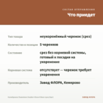 Калибрахоа Chameleon Double 4 Desert Rose (срез/5шт) — что приедет