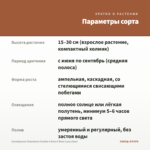 Калибрахоа Chameleon Double 4 Desert Rose (срез/5шт) — параметры сорта
