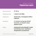 Калибрахоа Chameleon Lavender Sorbet (0,1л) — параметры сорта