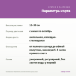 Калибрахоа Chameleon Lavender Sorbet (срезы/5шт) — параметры сорта