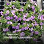 Калибрахоа Chameleon Lavender Sorbet (срезы 5 шт) — откуда растение: вертикальная ферма Завода ФЛОРА в Кемерово