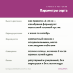 Калибрахоа CHAMELEON Lemon Frose (0,1л) — параметры сорта