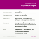 Калибрахоа CHAMELEON MILKY PINK (0,1л) — параметры сорта
