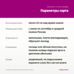 Калибрахоа CHAMELEON MILKY PINK (срез/5шт) — параметры сорта