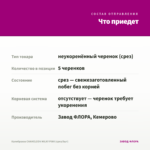 Калибрахоа CHAMELEON MILKY PINK (срез/5шт) — что приедет