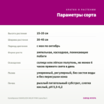 Калибрахоа CHAMELEON MILKY PINK (срез/5шт) — параметры сорта