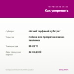 Калибрахоа CHAMELEON MILKY PINK (срез/5шт) — как укоренить черенок
