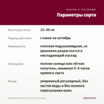 Калибрахоа Chameleon Pink Splash (срез/5шт) — параметры сорта