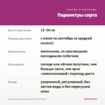 Калибрахоа Chameleon Starlet Pink (срез/5шт) — параметры сорта