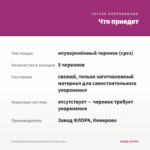 Калибрахоа Chameleon Starlet Pink (срез/5шт) — что приедет