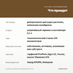 Калибрахоа CHAMELEON SUNSHINE BERRY (0,1л) — что приедет