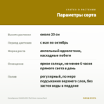 Калибрахоа CHAMELEON Tart Deco (срезы/5шт) — параметры сорта