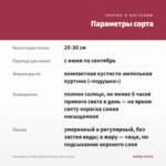 Калибрахоа Colibri Abstract Guava (срезы/5шт) — параметры сорта