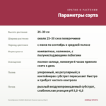 Калибрахоа Colibri Abstract Guava (срезы/5шт) — параметры сорта