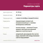 Калибрахоа Colibri Cherry Lace (0,1л) — параметры сорта