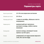 Калибрахоа Colibri Cherry Lace (срезы/5шт) — параметры сорта