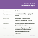 Калибрахоа Colibri Dark Lavender (0,1л) — параметры сорта