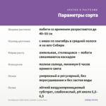 Калибрахоа Colibri Dark Lavender (срезы/5шт) — параметры сорта