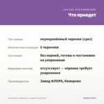 Калибрахоа Colibri Dark Lavender (срезы/5шт) — что приедет