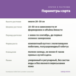 Калибрахоа Colibri Dark Lavender (срезы/5шт) — параметры сорта