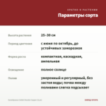Калибрахоа Colibri Double Copper (0,1л) — параметры сорта