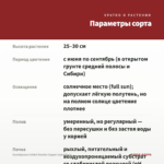 Калибрахоа Colibri Double Copper (срез/5шт) — параметры сорта