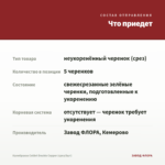 Калибрахоа Colibri Double Copper (срез/5шт) — что приедет