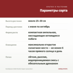 Калибрахоа Colibri Double Copper (срезы/5шт) — параметры сорта