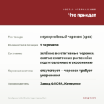 Калибрахоа Colibri Double Copper (срезы/5шт) — что приедет