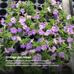 Калибрахоа Colibri Double Violet (0,1л) — откуда растение: вертикальная ферма Завода ФЛОРА в Кемерово