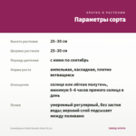 Калибрахоа Colibri Double Violet (0,1л) — параметры сорта