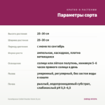 Калибрахоа Colibri Double Violet (0,1л) — параметры сорта