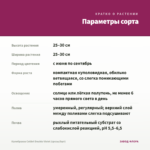 Калибрахоа Colibri Double Violet (срезы/5шт) — параметры сорта