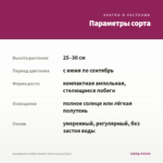 Калибрахоа Colibri Double Violet (срезы/5шт) — параметры сорта