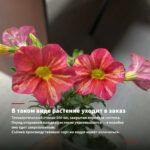Калибрахоа Colibri Exotic Red Bling (0,1л) — в таком виде растение уходит в заказ