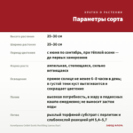 Калибрахоа Colibri Exotic Red Bling (срезы/5шт) — параметры сорта