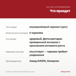 Калибрахоа Colibri Exotic Red Bling (срезы/5шт) — что приедет