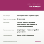 Калибрахоа Colibri Fuchsia (срезы/5шт) — что приедет