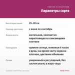 Калибрахоа Colibri Fuchsia (срезы/5шт) — параметры сорта