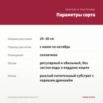 Калибрахоа Colibri Malibu Pink (0,1л) — параметры сорта
